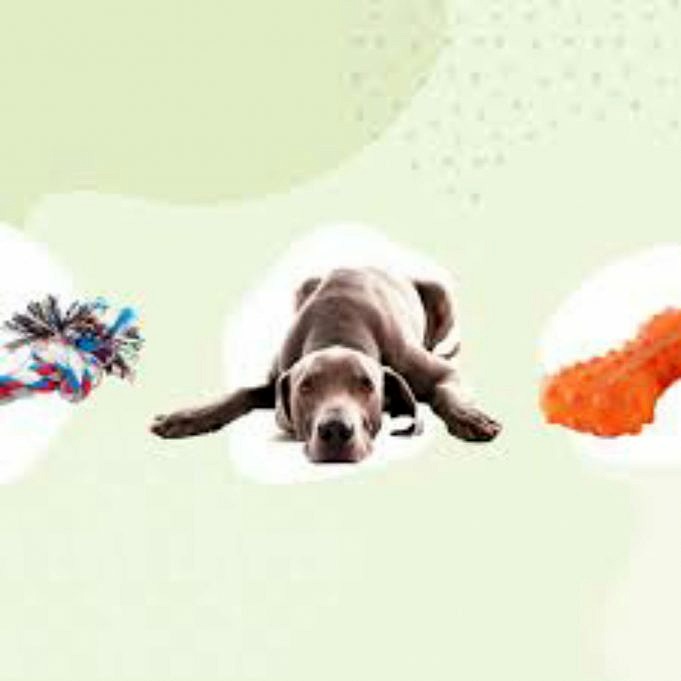 11 Beste Puppyboxen 20,21 Mei. Review - The Goody Pet