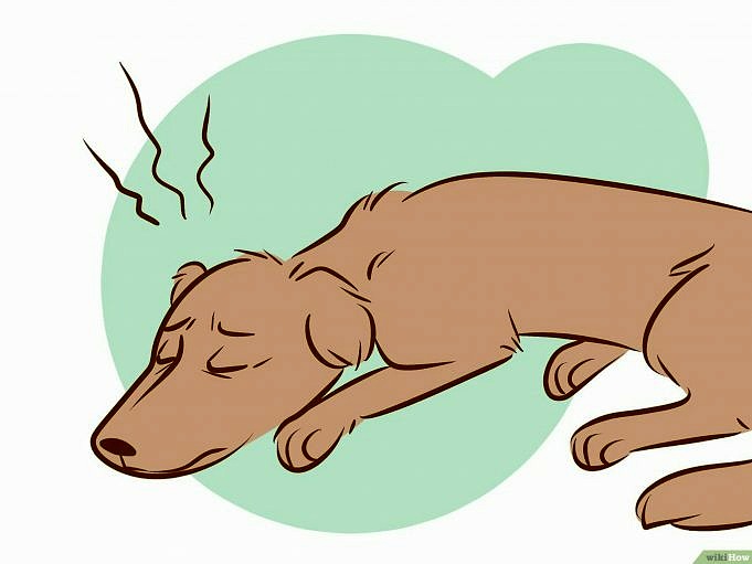 11 Redenen Waarom Uw Hond Blaft Als De Telefoon Gaat + 5 Tips