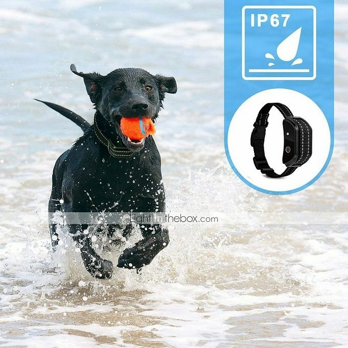 Beste Waterdichte Halsbanden Voor Honden Voor Training