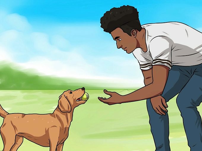 Hoe U Uw Hond Leert Apporteren
