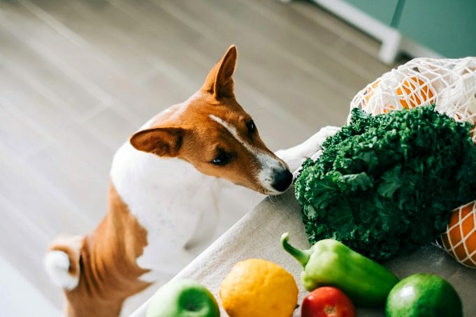 Kunnen Honden Gekookte Aubergines Eten?