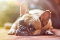 Medicijnen op recept kunnen honden helpen met ernstige scheidingsangst